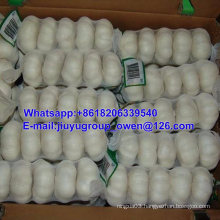 Shandong Origin Fresh White Garlic